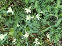 Astragalus tennesseensis