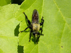 Laphria virginica