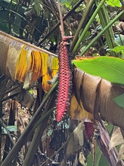 Heliconia mariae image