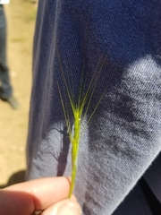 Aegilops triuncialis