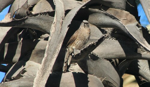 Hartlaub's Babbler (Turdoides hartlaubii), photo 2