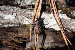 Apterodela unipunctata