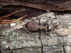 Apterodela unipunctata