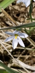Sisyrinchium albidum