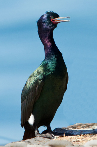 Pelagic Cormorant