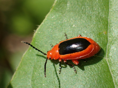 Passionflower Flea Beetle photo 3