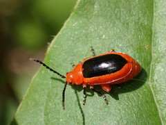 Disonycha discoidea