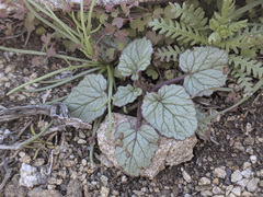 Phacelia campanularia