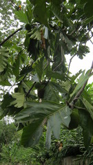 Artocarpus camansi