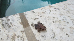 Leptodactylus albilabris