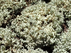 Cladonia caroliniana