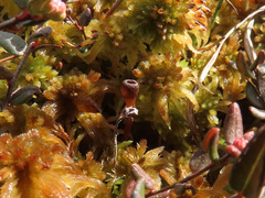 Monilinia oxycocci