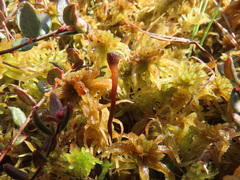 Monilinia oxycocci