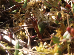 Monilinia oxycocci
