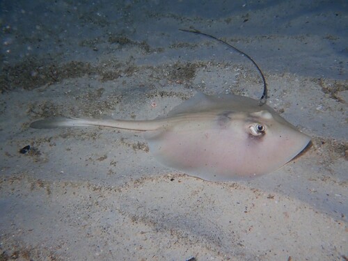 Masked stingaree (Trygonoptera personata) — Urolophidae — 5