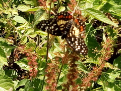 Chlosyne melitaeoides