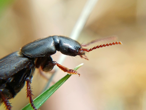 Ocypus mus