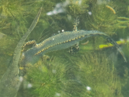 Alpine Newt, 6212 Maastricht, Netherlands, photo 8 of 10