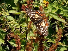 Chlosyne melitaeoides