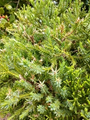 Juniperus rigida conferta