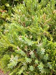 Juniperus rigida conferta