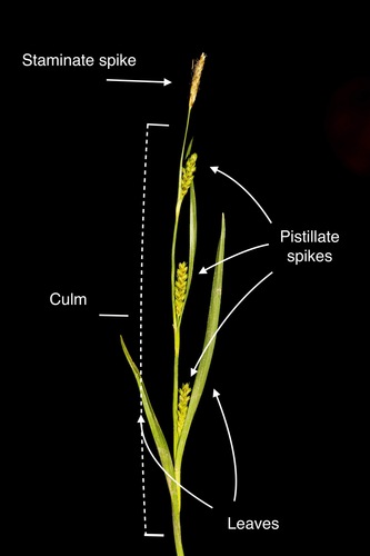 Image of Carex crawei by (c) Nathan Aaron, some rights reserved (CC BY)