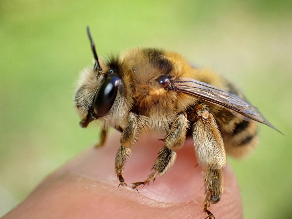 Pyganthophora