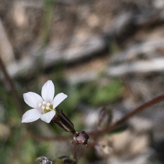 Gilia clokeyi