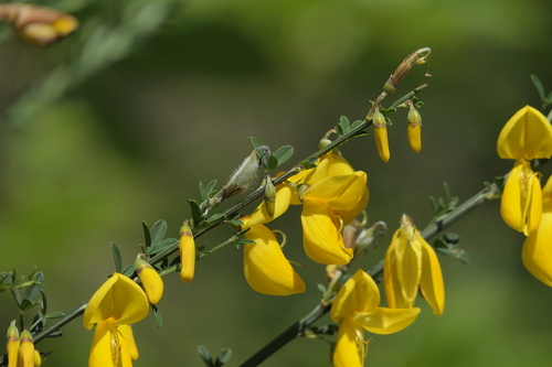 Portuguese Broom