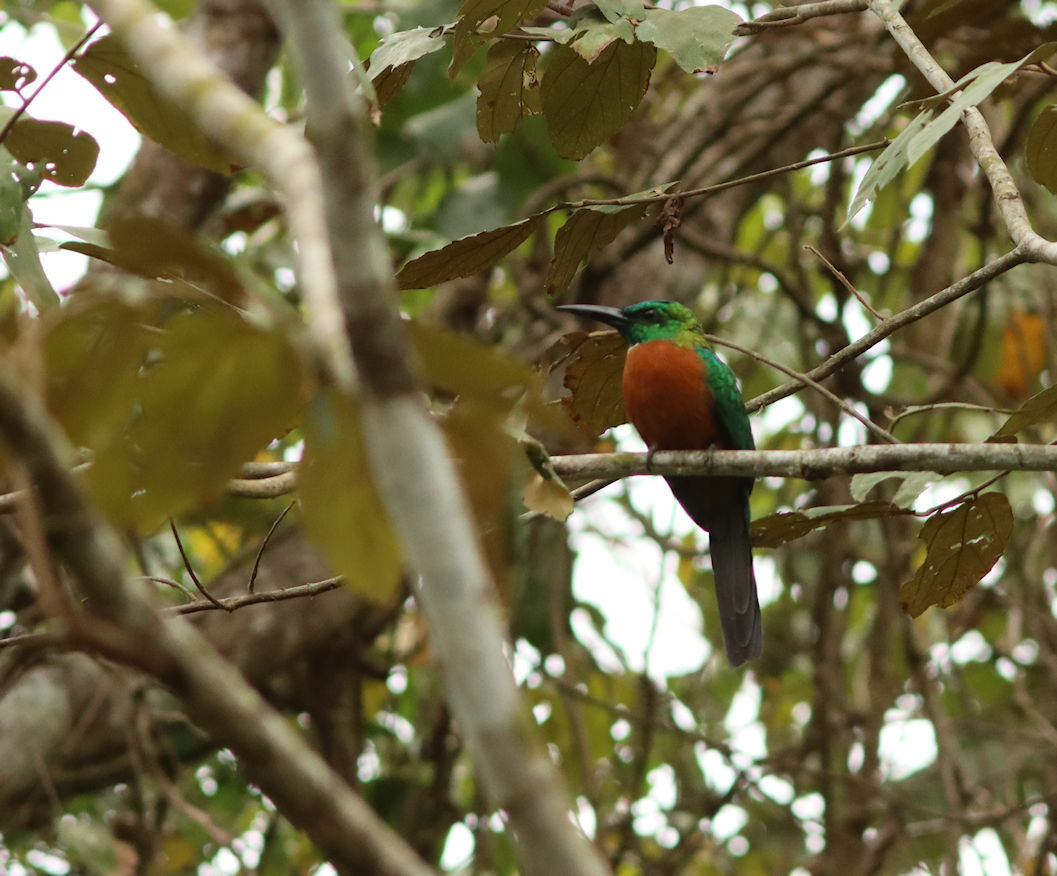 Great Jacamar (Jacamerops aureus), photo 7