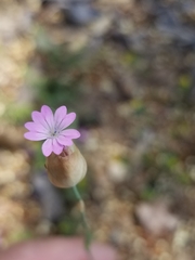 Kohlrauschia