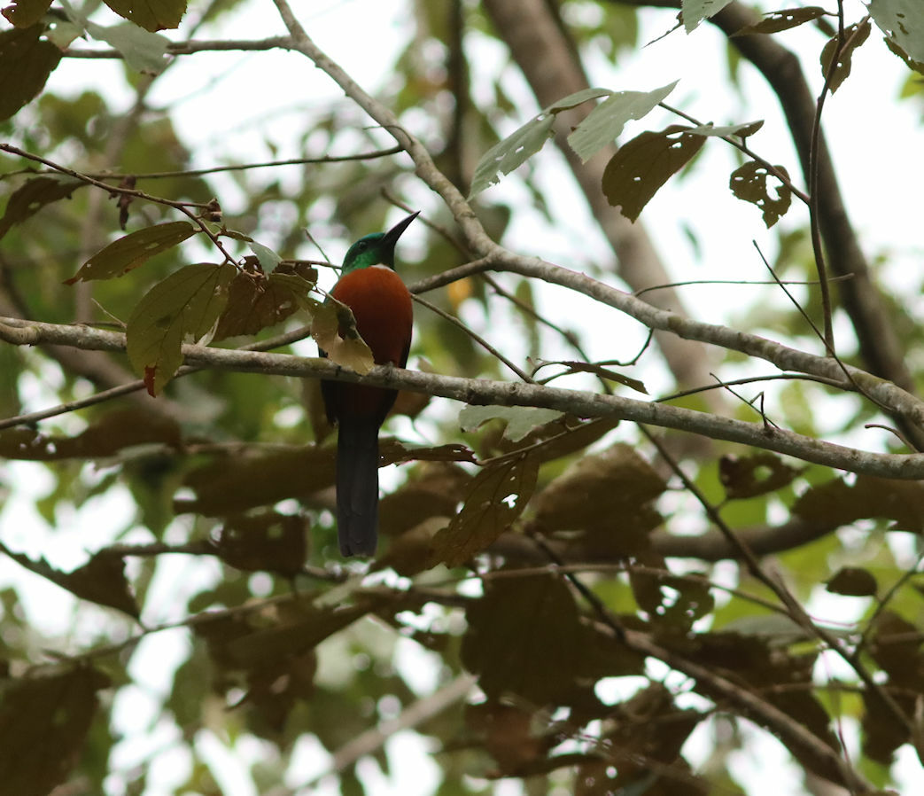 Great Jacamar (Jacamerops aureus), photo 8