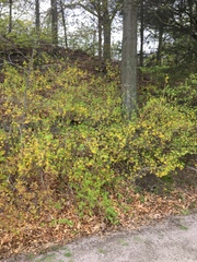 Forsythia × intermedia