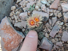 Escobaria missouriensis