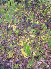 Forsythia × intermedia