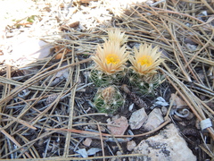 Escobaria missouriensis