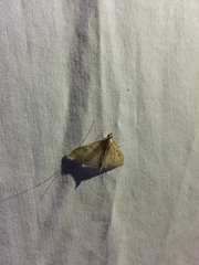 Udea profundalis