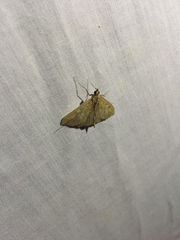 Udea profundalis