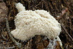 Fuligo cinerea