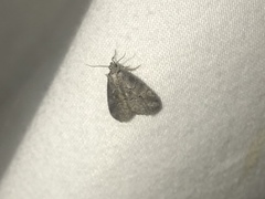 Hyperstrotia pervertens