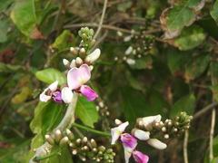 Lonchocarpus guatemalensis