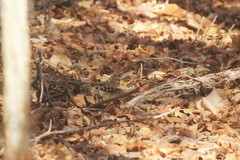 Nyctidromus albicollis insularis