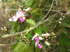Lonchocarpus guatemalensis