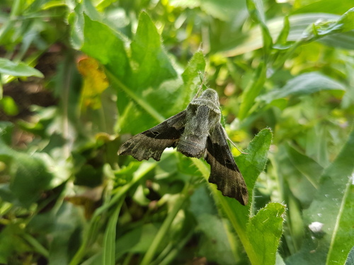 Proserpinus proserpina