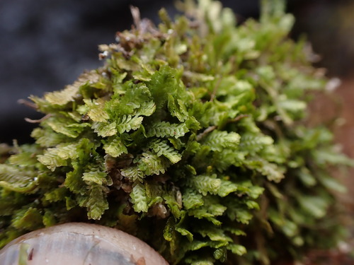 Image of Diplophyllum taxifolium by no rights reserved