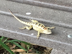 Sceloporus olivaceus