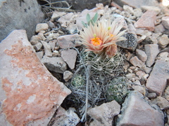 Escobaria missouriensis