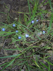 Nemophila menziesii