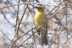 Piranga bidentata flammea