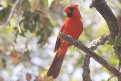 Cardinalis cardinalis mariae